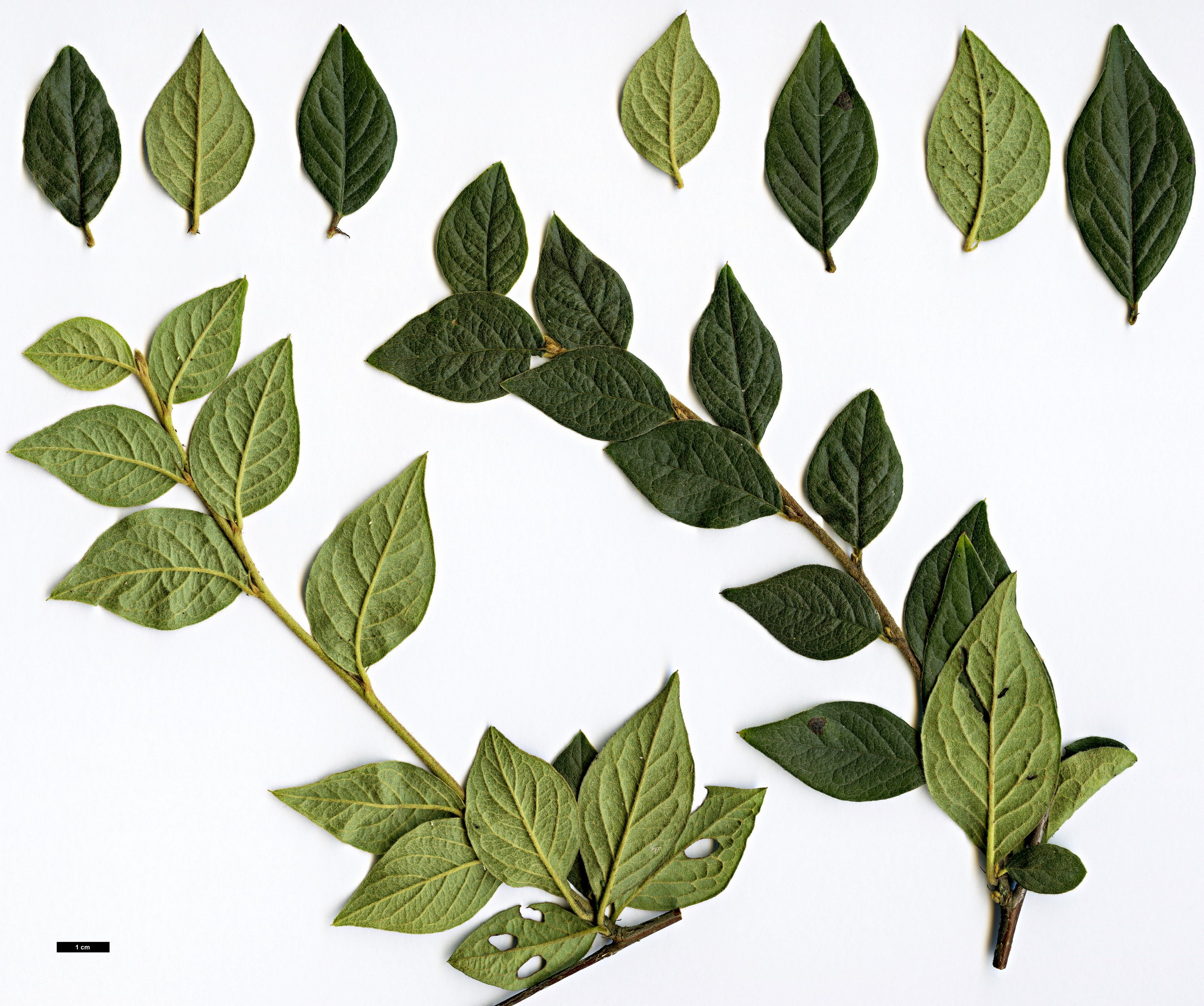 High resolution image: Family: Rosaceae - Genus: Cotoneaster - Taxon: vandelaarii